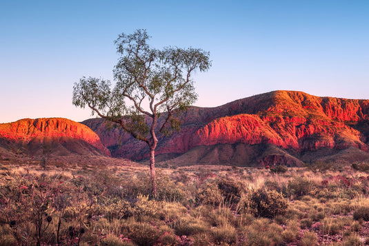 10 Travel Tips for Larapinta Trail