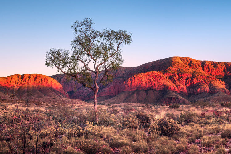 10 Travel Tips for Larapinta Trail